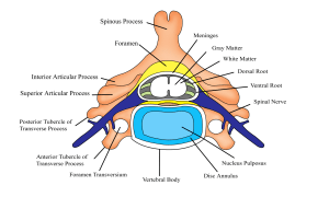 Components_of_the_spine