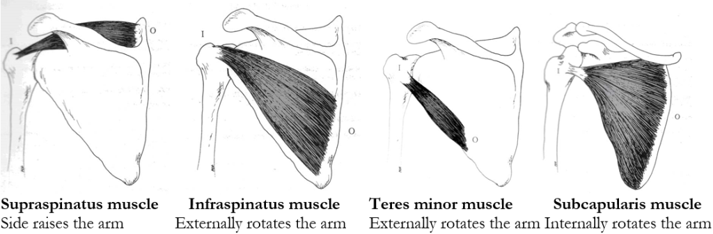 Rotator_cuff_muscles