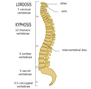 The_spine